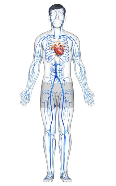 3D对男性静脉解剖进行了精确的医学描述 — 图库照片