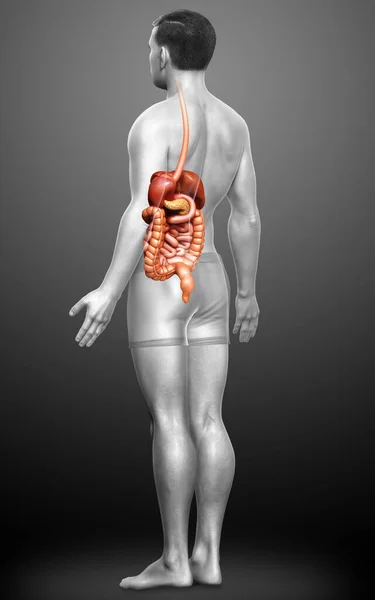 3Dは 男性消化器系の医学的に正確なイラストをレンダリング — ストック写真