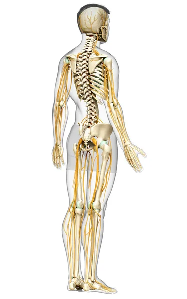 Renderizado Ilustración Médicamente Precisa Del Sistema Nervioso Sistema Esquelético —  Fotos de Stock