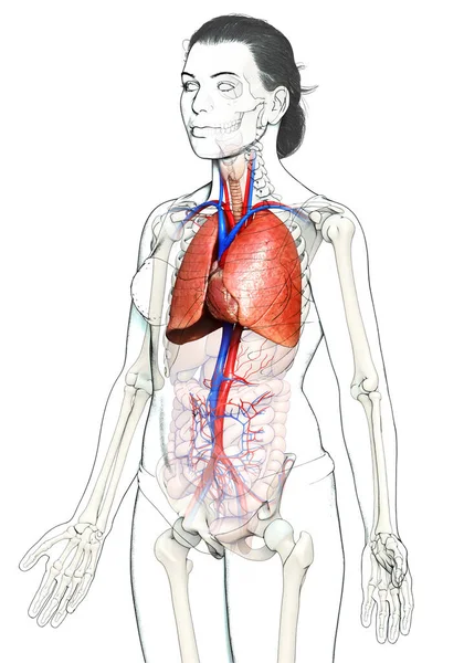 Αποδίδεται Ιατρικά Ακριβή Απεικόνιση Μιας Γυναικείας Ανατομίας Των Πνευμόνων — Φωτογραφία Αρχείου