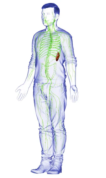 Renderizado Ilustración Médicamente Precisa Sistema Linfático Masculino — Foto de Stock