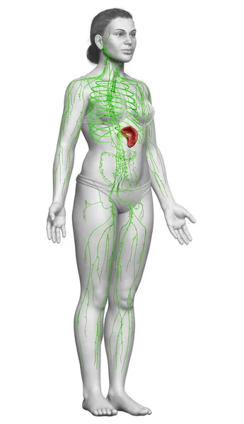 3Dは 女性リンパ系の医学的に正確なイラストをレンダリングしました — ストック写真