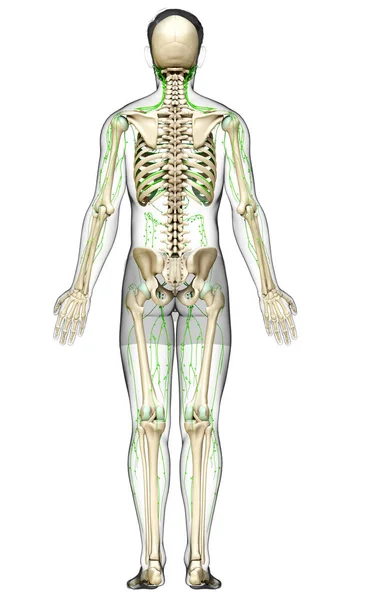 3D对男性淋巴系统进行了准确的医学描述 — 图库照片