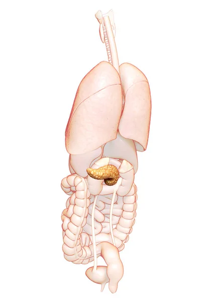 Ilustración Médicamente Precisa Del Páncreas — Foto de Stock