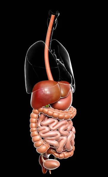 Rendered Medically Accurate Illustration Digestive System — Stock Photo, Image