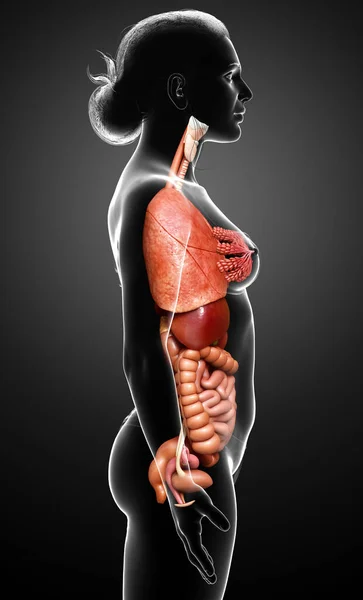 3Dは医学的に正確な女性の内臓のイラストをレンダリング — ストック写真