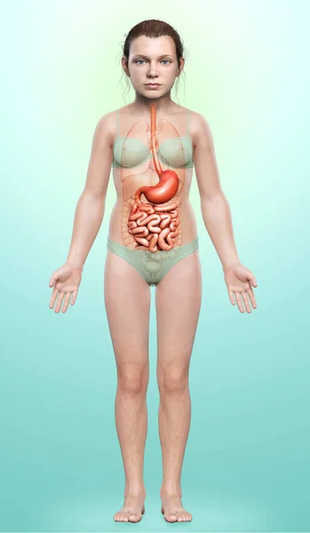 Renderizado Ilustración Médicamente Precisa Estómago Niña Intestino Delgado —  Fotos de Stock