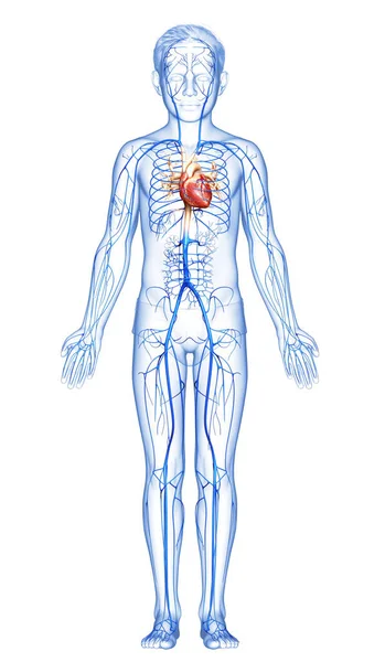 3D对一个男孩静脉解剖进行了精确的医学描述 — 图库照片