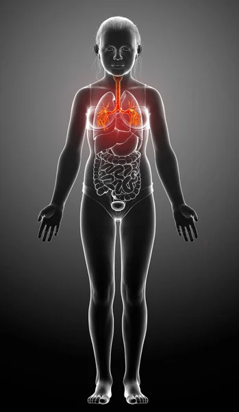 Illustration Larynx Trachea Bronchi Ingår Andningssystemet — Stockfoto