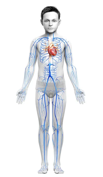 Lékařsky Přesné Ilustrace Chlapce Žíly Anatomie — Stock fotografie
