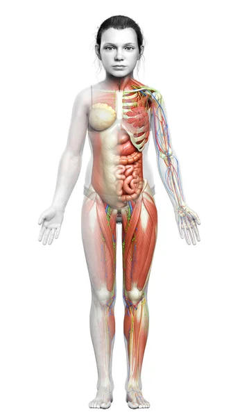 Lékařsky Přesné Mladé Dívky Anatomie — Stock fotografie