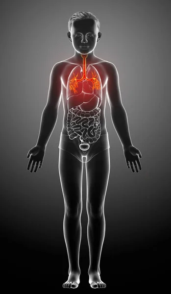 Illustrazione Della Laringe Trachea Bronchi Parte Del Sistema Respiratorio — Foto Stock