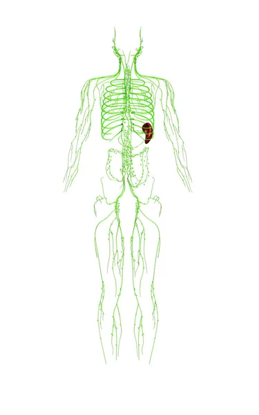 Reso Illustrazione Clinicamente Accurata Del Sistema Linfatico — Foto Stock