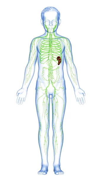 Renderizado Medicamente Ilustração Precisa Jovem Menino Sistema Linfático — Fotografia de Stock
