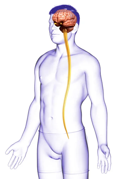 Reso Illustrazione Clinicamente Accurata Cervello Maschile — Foto Stock