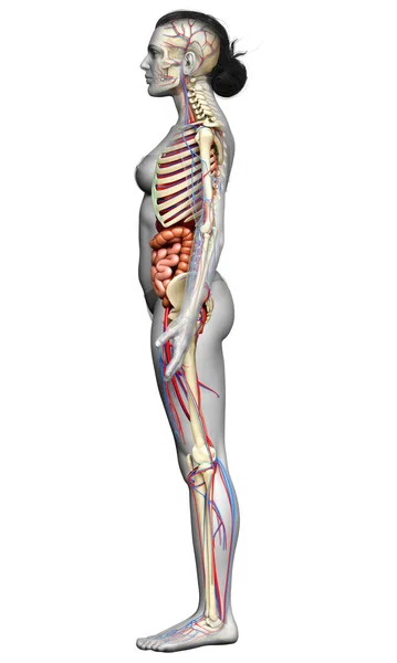 Оказана Медицинская Точная Иллюстрация Женских Внутренних Органов Скелета Системы Кровообращения — стоковое фото