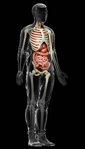 Medisch Nauwkeurige Illustratie Van Mannelijke Inwendige Organen Skelet Systeem — Stockfoto