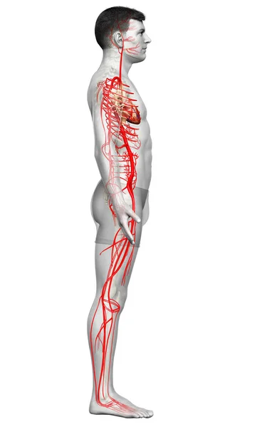 Renderizado Ilustración Médicamente Precisa Las Arterias Masculinas —  Fotos de Stock