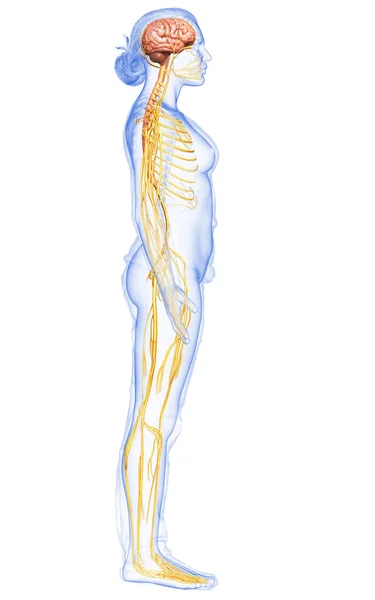 Medisch Nauwkeurige Illustratie Van Een Vrouwelijk Zenuwstelsel — Stockfoto