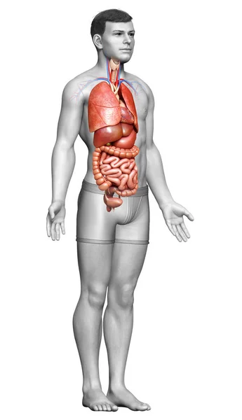 Reso Illustrazione Clinicamente Accurata Organi Interni Maschili — Foto Stock