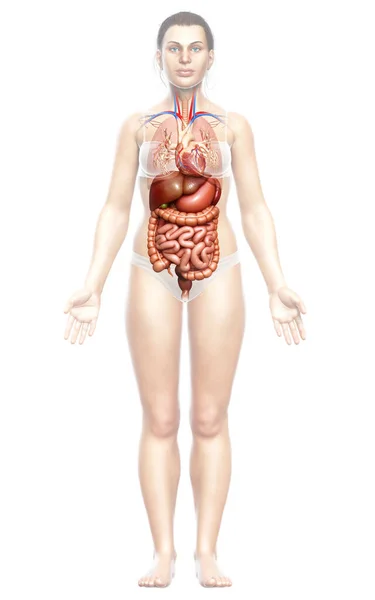 Rendered Medically Accurate Illustration Female Digestive System — Stock Photo, Image