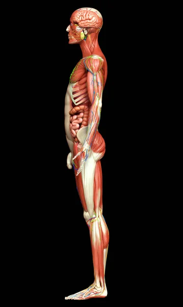 Wykonane Medycznie Dokładne Męskiej Anatomii — Zdjęcie stockowe