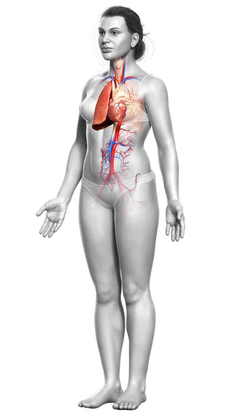 Renderad Medicinskt Korrekt Illustration Kvinnlig Lunganatomi — Stockfoto