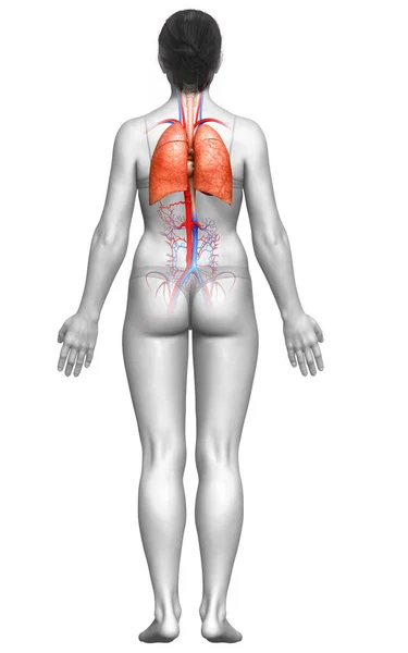 Renderizado Ilustração Medicamente Precisa Uma Anatomia Pulmonar Feminina — Fotografia de Stock