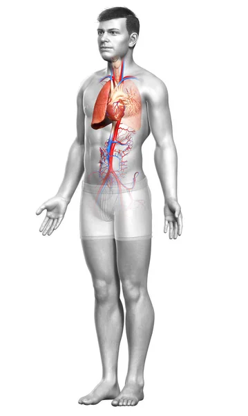 Renderad Medicinskt Korrekt Illustration Manlig Lunganatomi — Stockfoto