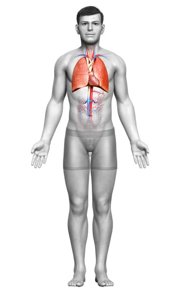 Renderizado Ilustração Medicamente Precisa Uma Anatomia Pulmonar Masculina — Fotografia de Stock