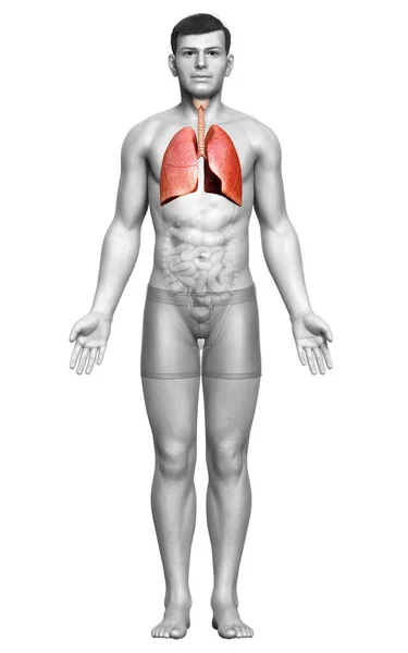 Vykreslené Lékařsky Přesné Ilustrace Mužské Plicní Anatomie — Stock fotografie