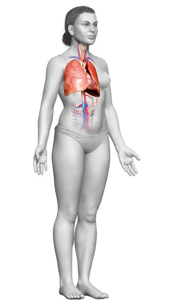 Renderizado Ilustração Medicamente Precisa Uma Anatomia Pulmonar Feminina — Fotografia de Stock