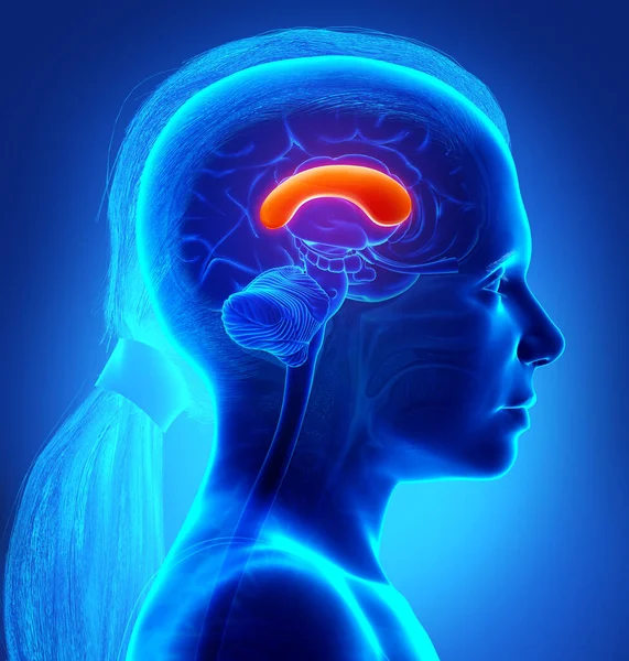 Gerenderte Medizinisch Korrekte Illustration Eines Jungen Mädchens Gehirnanatomie Das Front — Stockfoto
