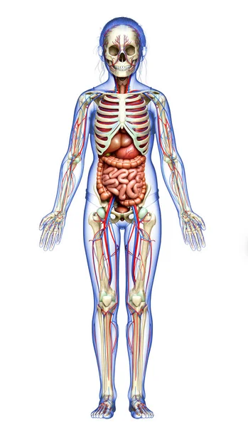 Gerenderte Medizinisch Korrekte Darstellung Der Inneren Organe Des Skeletts Und — Stockfoto