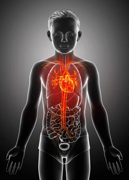 Vurgulanmış Turuncu Çocuk Kalp Anatomisinin Tıbben Doğru Bir Çizimi — Stok fotoğraf