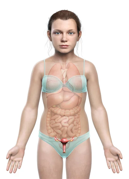 Gemaakt Medisch Nauwkeurige Illustratie Van Jong Meisje Uterus Anatomie — Stockfoto