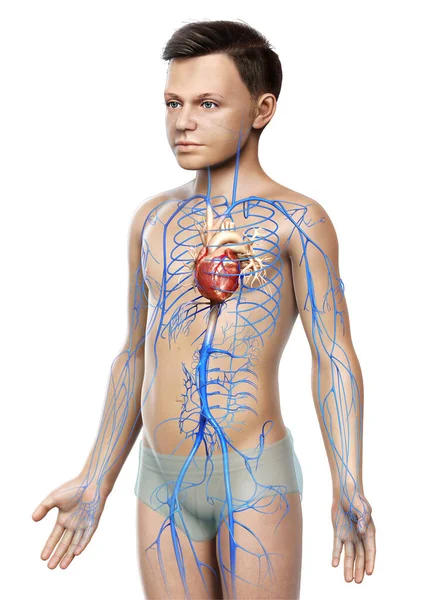 3Dは 少年静脈解剖学の医学的に正確なイラストをレンダリングしました — ストック写真