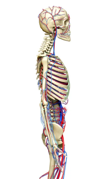 Renderizado Ilustração Medicamente Precisa Sistema Circulatório Esqueleto — Fotografia de Stock