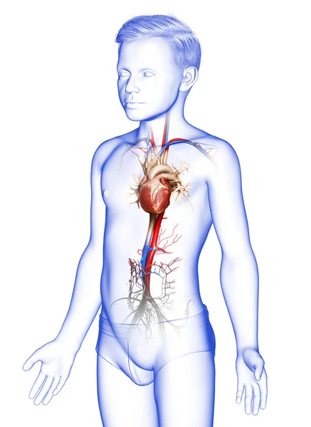 Reso Illustrazione Clinicamente Accurata Del Cuore Ragazzo — Foto Stock