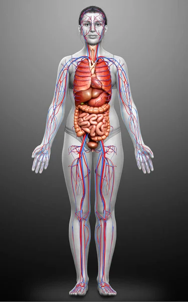 Reso Illustrazione Clinicamente Accurata Del Sistema Circolatorio Femminile Degli Organi — Foto Stock