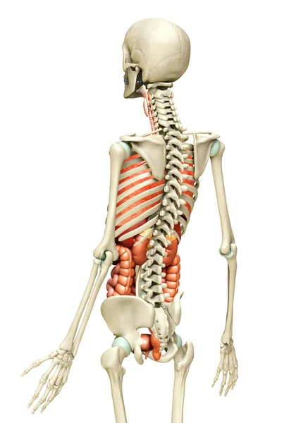 3D对内脏器官和骨骼系统进行了精确的医学描述 — 图库照片