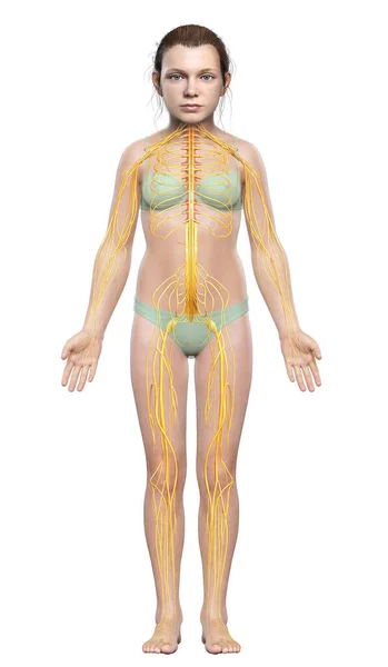 3Dレンダリング医学的に正確なイラストの若い女の子神経系 — ストック写真