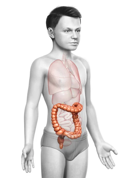 Üretilmiş Çocuğun Kalın Bağırsak Anatomisinin Tıbben Doğru Bir Örneği — Stok fotoğraf