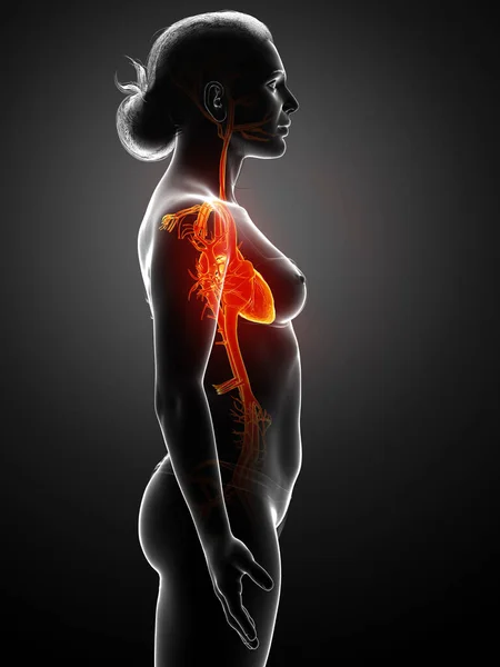 Rendered Medically Accurate Illustration Highlighted Orange Female Heart — Stock Photo, Image