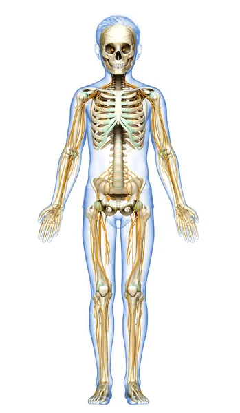 Renderizado Ilustración Médicamente Precisa Sistema Nervioso Niño Sistema Esquelético — Foto de Stock