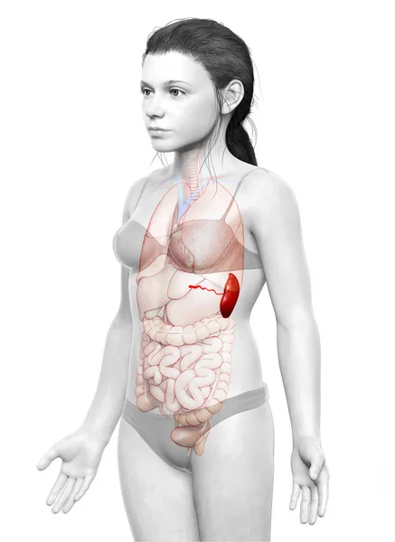 Weergegeven Medisch Nauwkeurige Illustratie Van Een Jong Meisje Milt Anatomie — Stockfoto