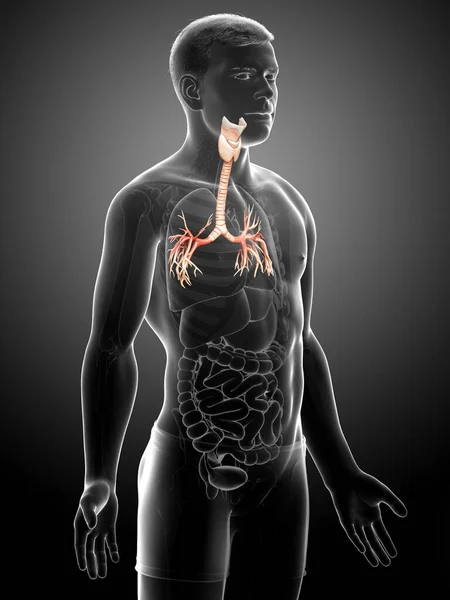Larynx Trachea Bronchiの3Dイラスト 呼吸器系の一部 — ストック写真