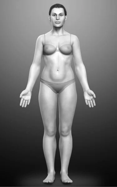 3Dレンダリングされた女性の体のイラスト — ストック写真