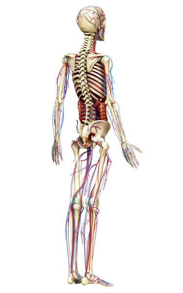 Utförd Medicinskt Korrekt Illustration Manliga Inre Organ Skelett Och Cirkulationssystem — Stockfoto