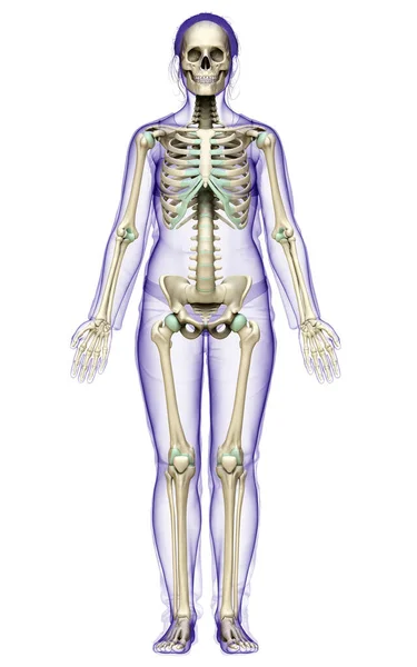 Utförd Medicinskt Korrekt Illustration Ett Kvinnligt Skelettsystem — Stockfoto